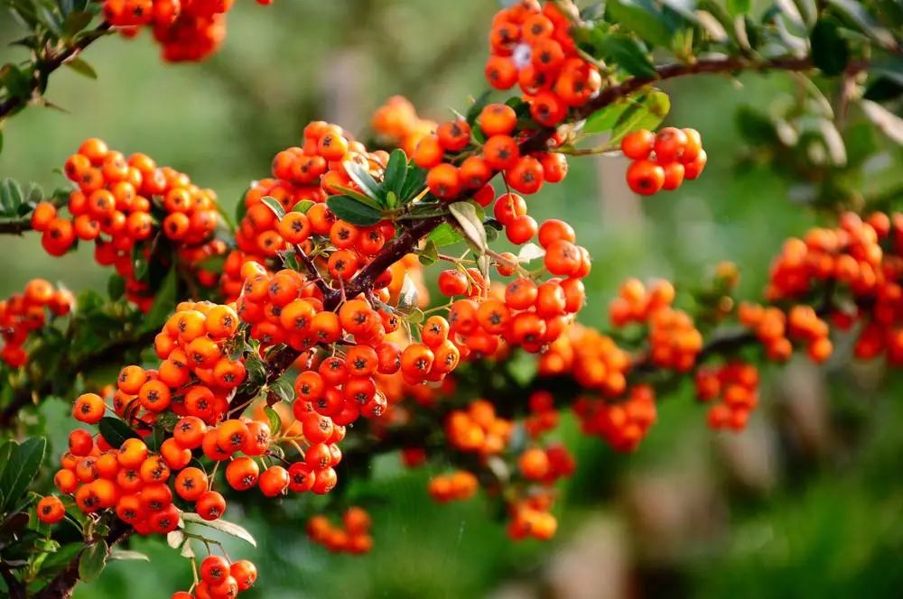 女明星祛口臭的偏方,明星用的口气清新剂