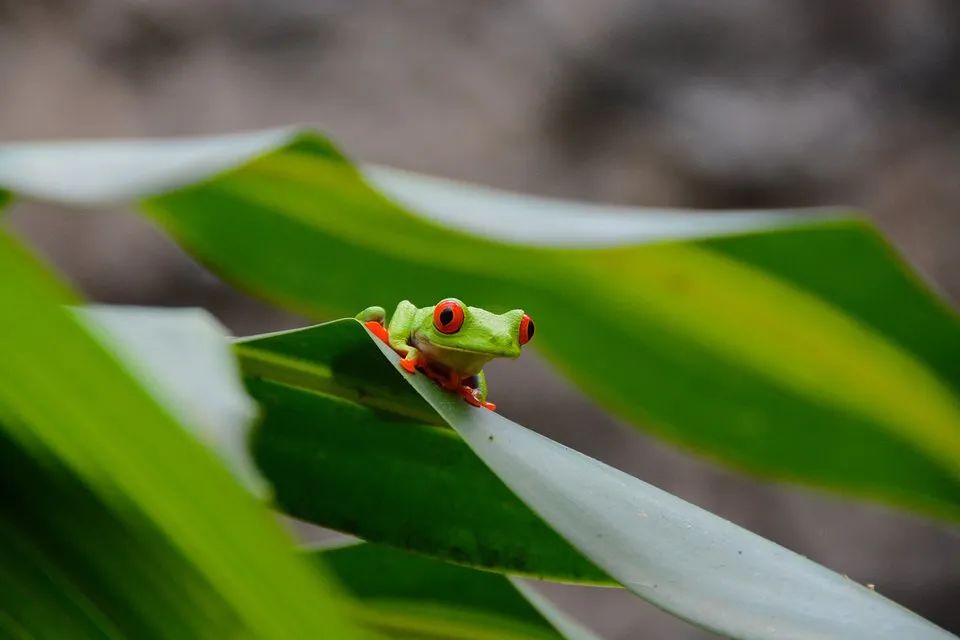 全世界最绿的50张照片