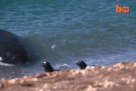 虎鲸炫耀食物,虎鲸饿到亲戚都吃什么