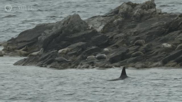 虎鲸炫耀食物,虎鲸饿到亲戚都吃什么