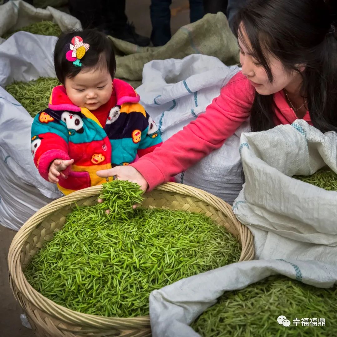 茶林套种黄豆,茶林套种