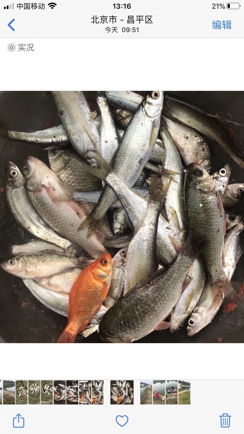 晨钓的收获还是不错的,温榆河钓鱼