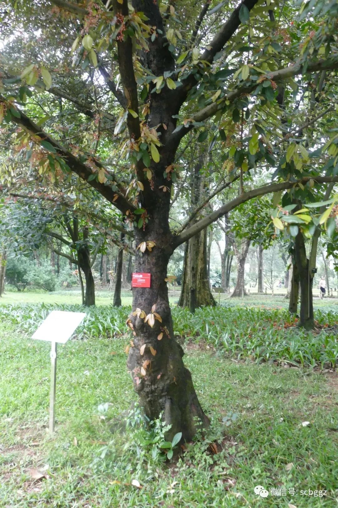 银叶树有哪些,能在水里生长的陆地植物