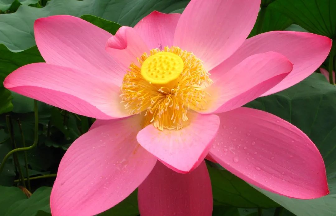 荷花和莲花是一回事吗,莲花荷花是同一种花吗