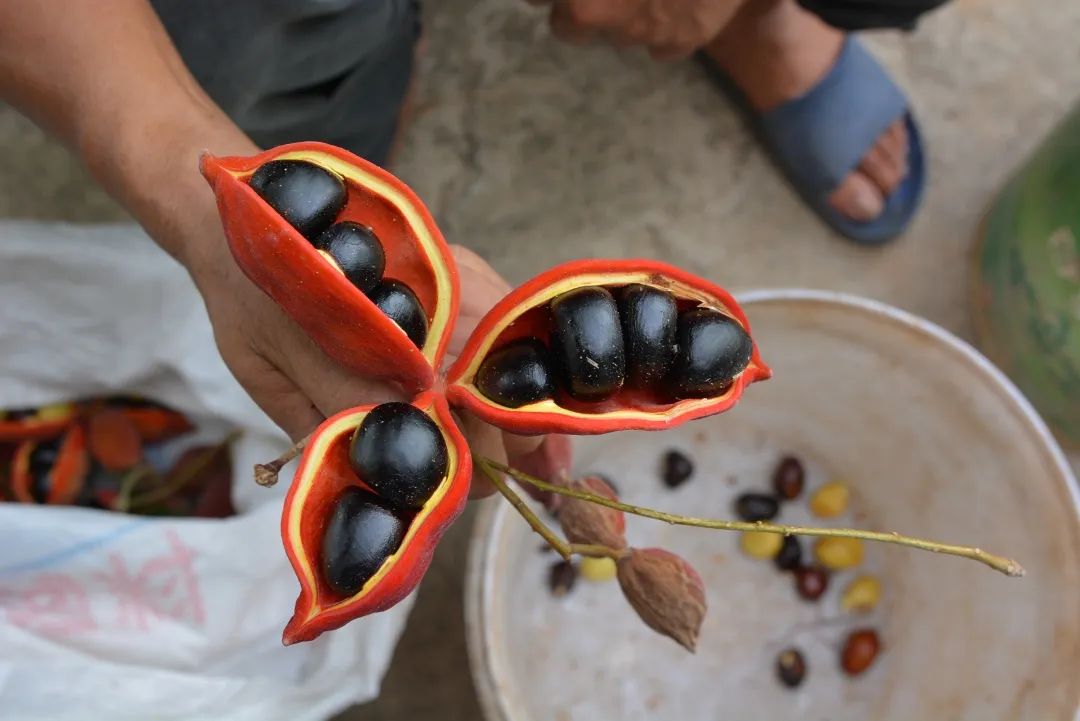 走进乡镇群众乐享文化大餐,百姓文化云上蔡