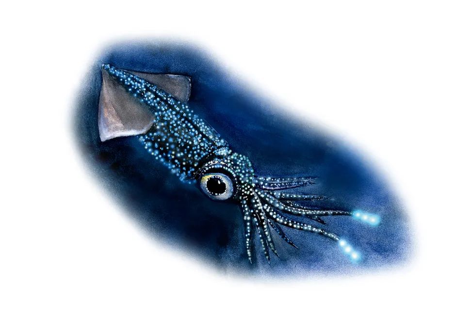 夏日萤火虫的夜晚,夏天萤火虫的夜景