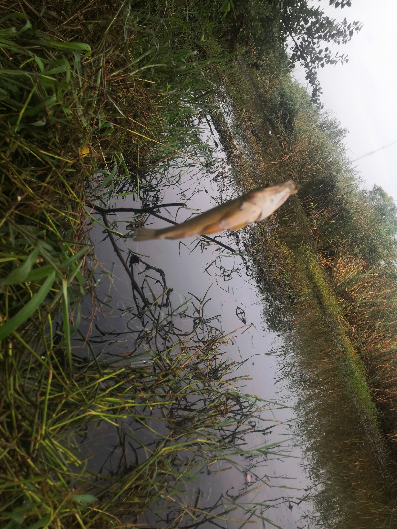 香酥可口的炸酥鱼吃了还想吃,喜欢吃炸带鱼