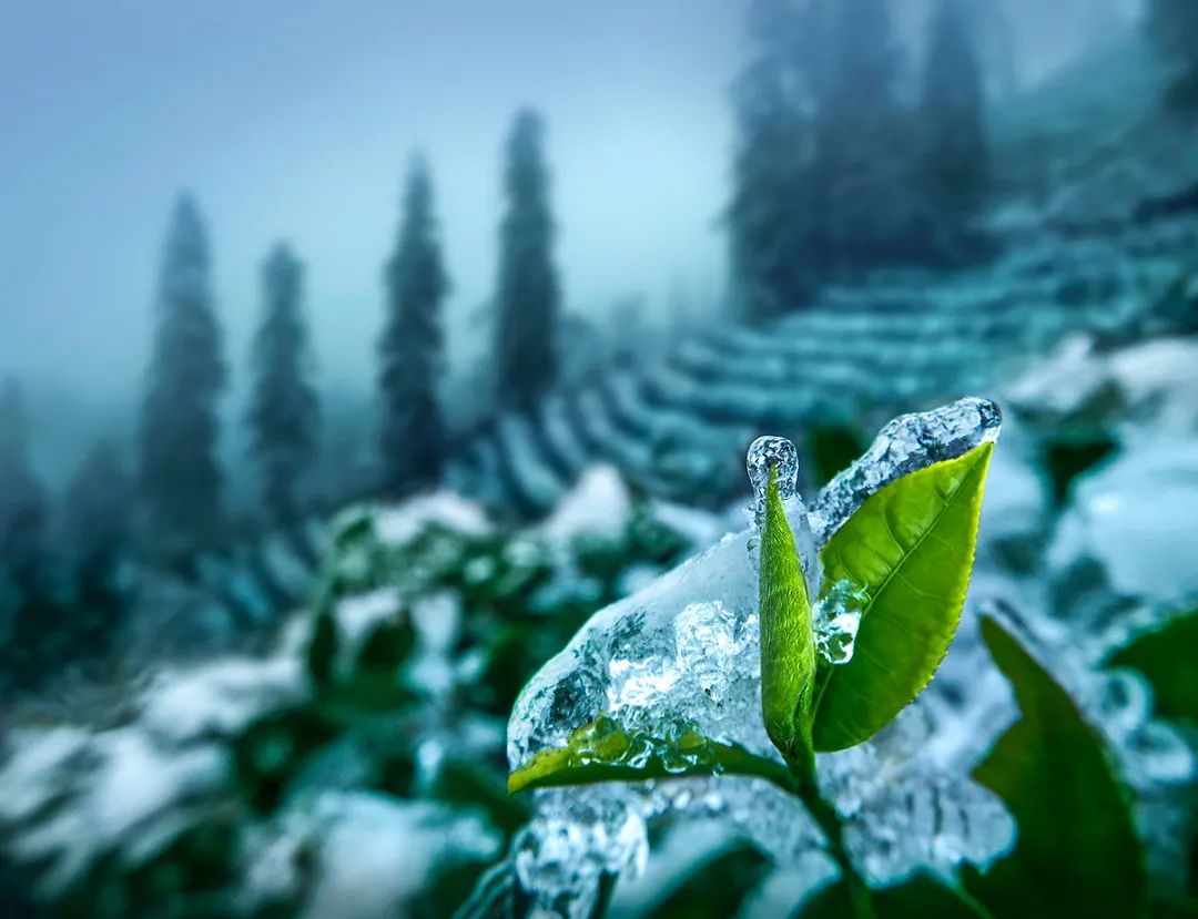 竹叶青怎么变成高端绿茶了,正宗高级绿茶竹叶青