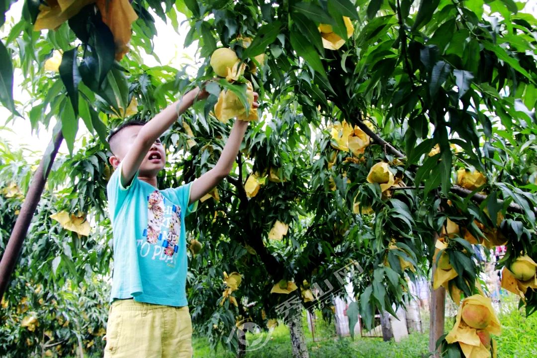 本周六，秀山融媒体中心邀您去维刚黄桃园吃黄桃