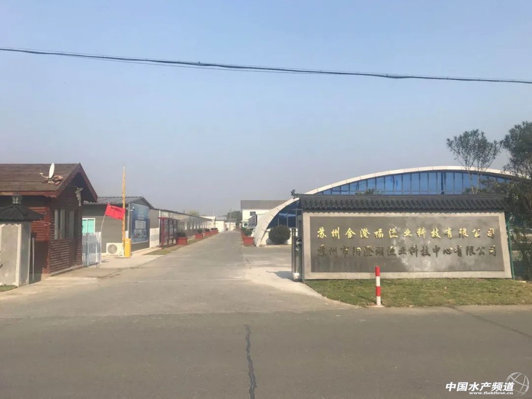 加州鲈养殖潜力,加州鲈苗成活率高吗