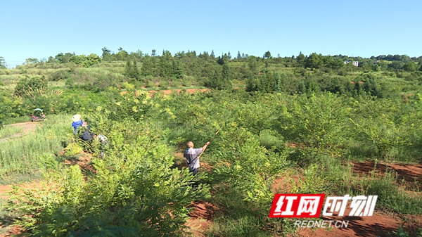 祁阳金槐米最新视频,广西金槐米茶制作