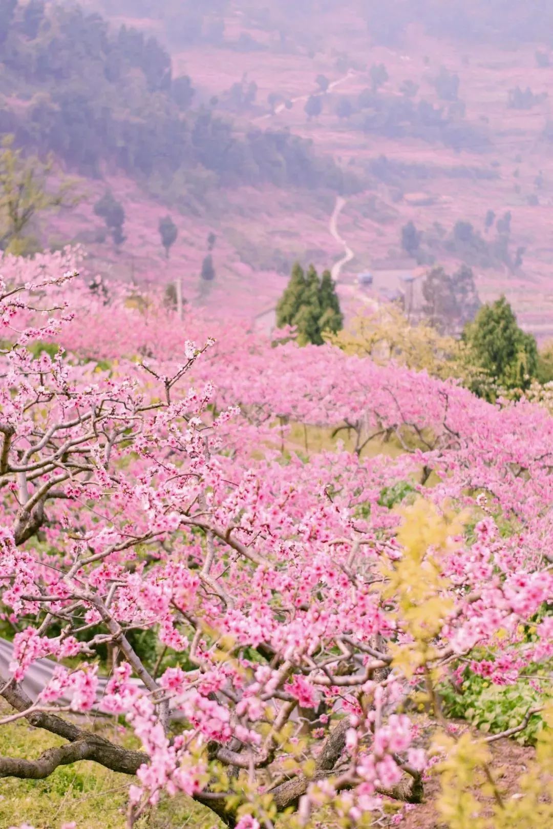成都景点60岁以上免费门票,成都免费游玩景点推荐