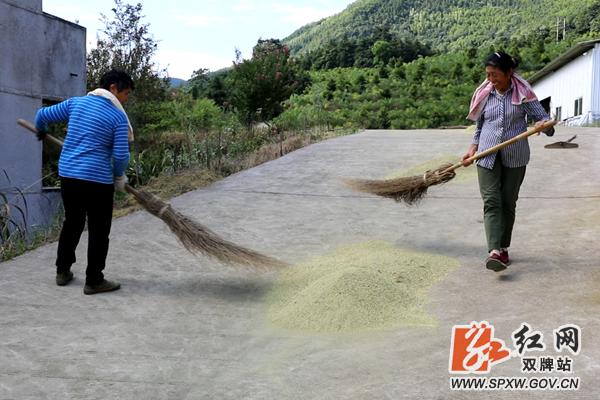 双牌：种槐养蜂看黄良齐“甜蜜”里找好“钱”景