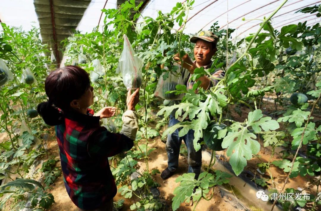 肃州区多措并举带动乡村旅游发展,聚焦五大振兴打造乡村振兴样板