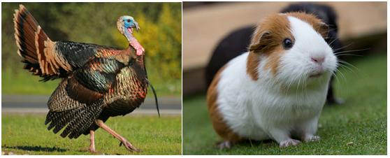 羊驼又叫什么神兽,羊驼为什么会排在十大神兽里