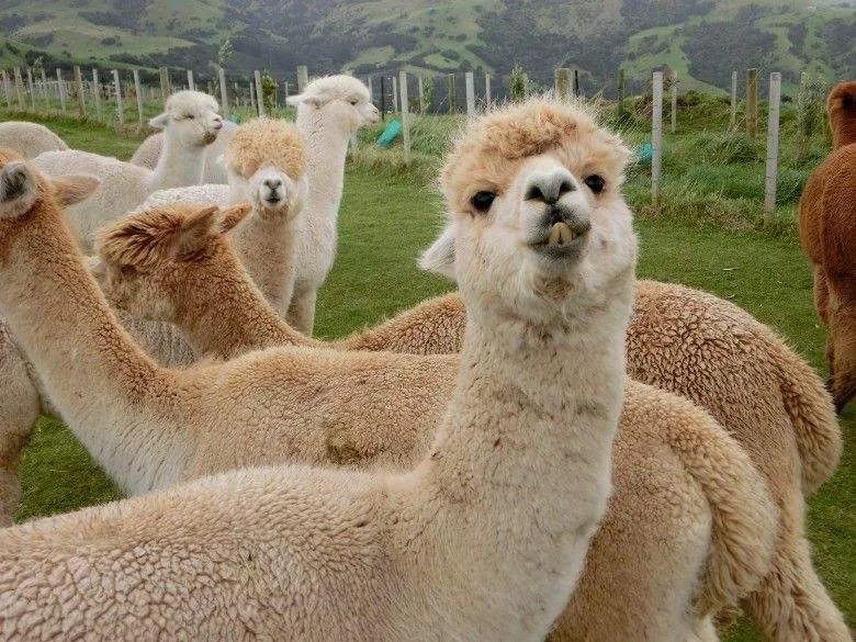 神兽是羊驼吗,羊驼神兽的来历