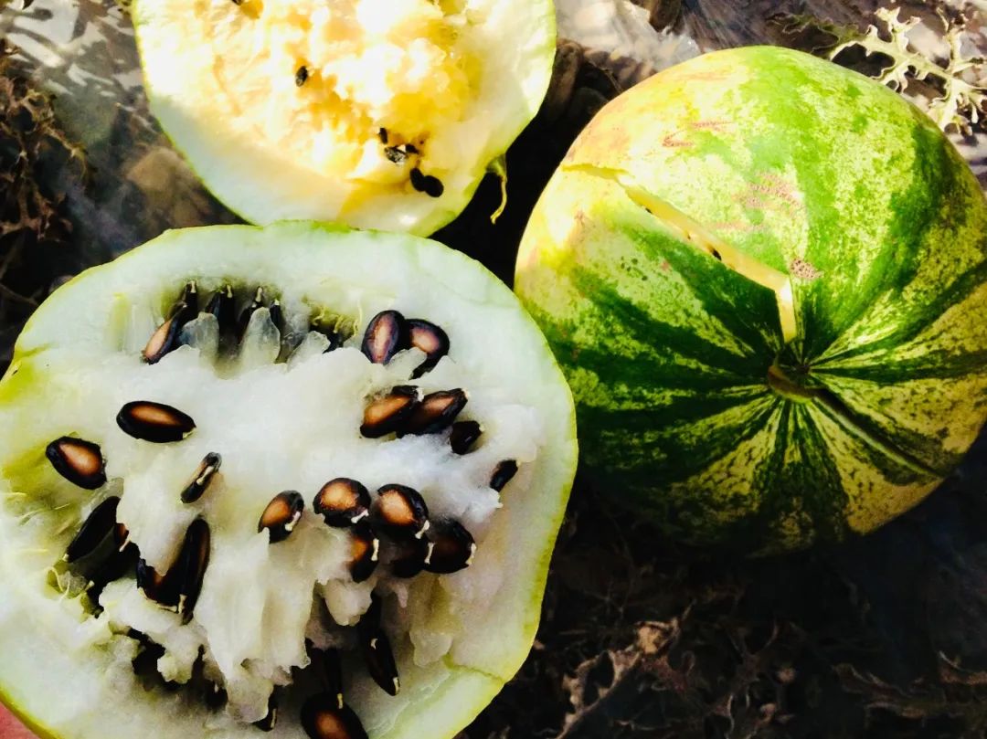 中国人嗑瓜子简史,中国人嗑瓜子教程