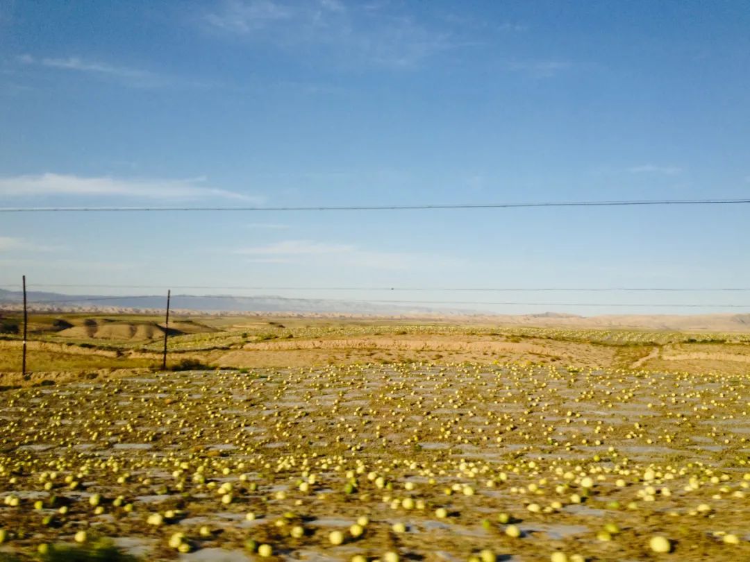 中国人嗑瓜子简史,中国人嗑瓜子教程