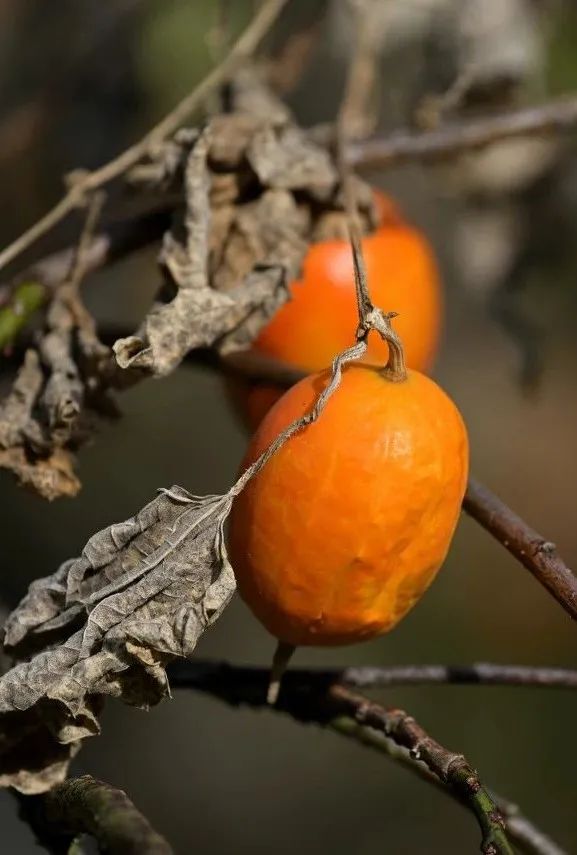中国人嗑瓜子简史,中国人嗑瓜子教程