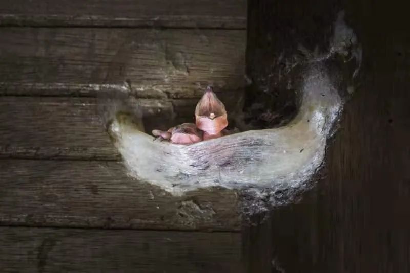 进口燕窝是否属于农产品案例,进口燕窝税费