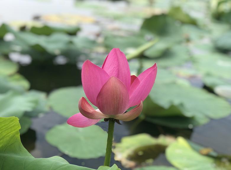 美翻了人间的小桥流水人家,最美的荷花海