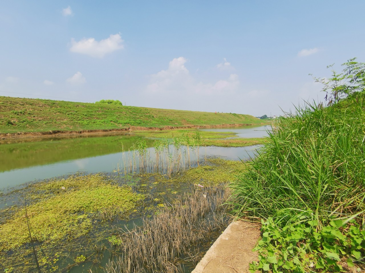 顶着30度的高温,顶着40度的高温钓鲢鳙