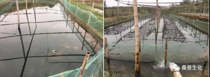 规模化养殖牛蛙技术方案,水泥池养殖牛蛙技术视频