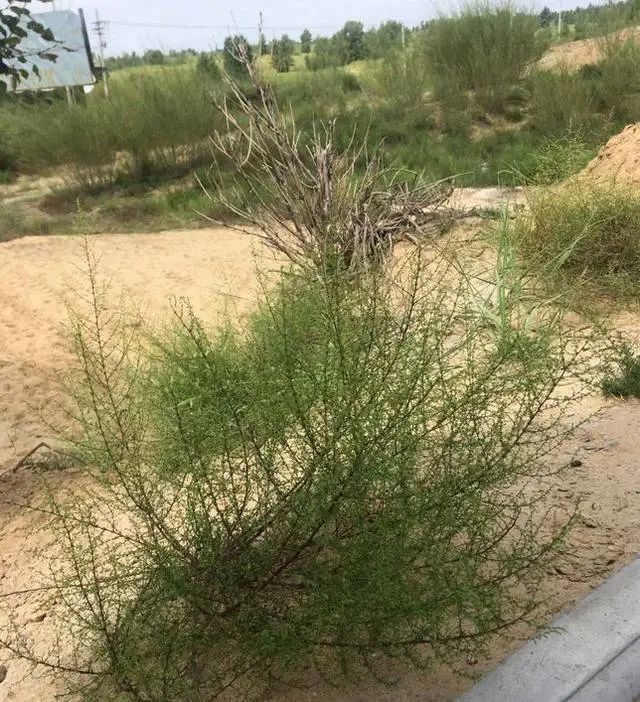 秋天了，我又开始变态反应了