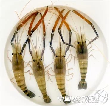罗氏虾亩产利润,罗氏虾要养多久才能上市