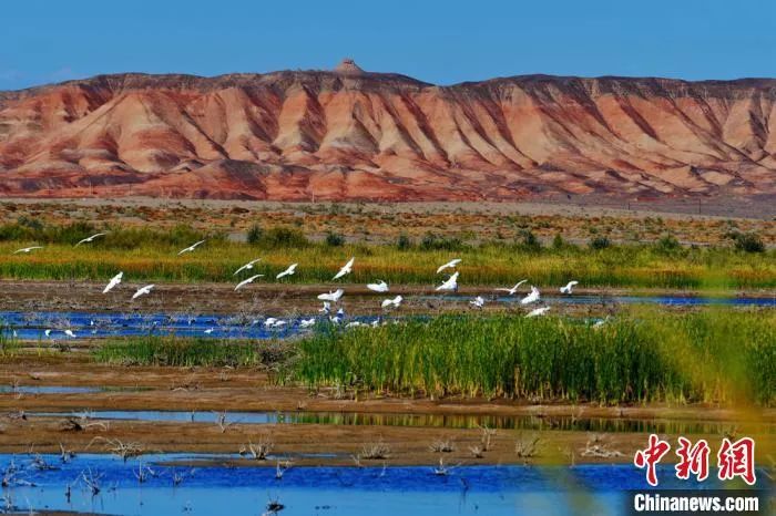 今日白露美句美文,今日白露完整版歌