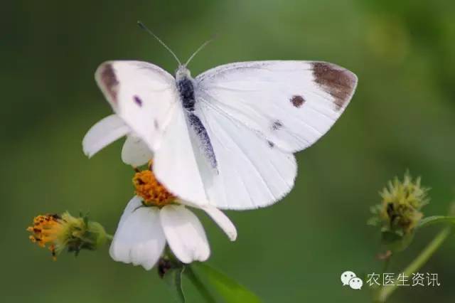 蔬菜害虫图谱,蔬菜害虫100种图谱