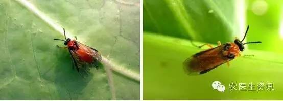 蔬菜害虫图谱,蔬菜害虫100种图谱