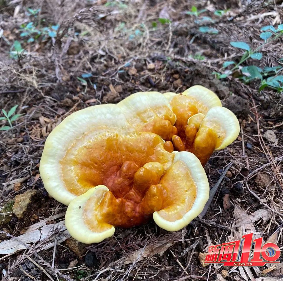 永泰哪里能摘野生八月瓜,八月瓜采摘优惠团购