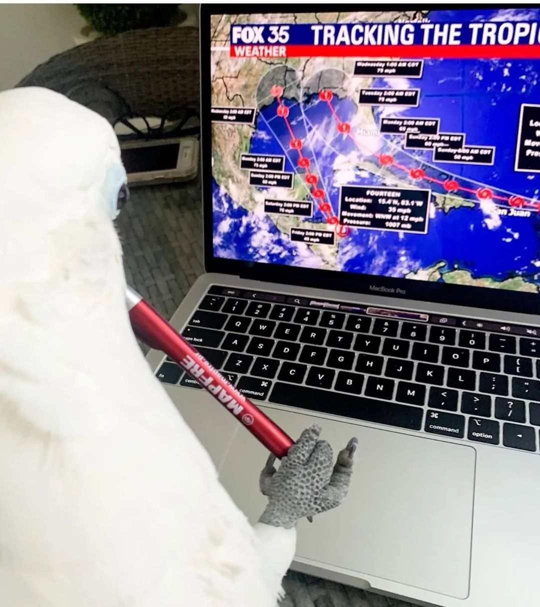 沙雕萌宠集合地,沙雕又可爱的萌宠