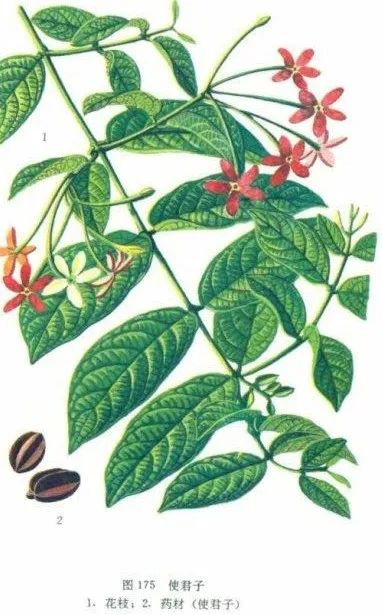 驱虫最好中药方,有驱虫作用的中药