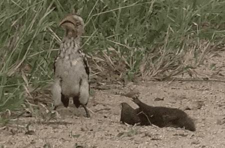 我死了又活了,我死了我的债务怎么办