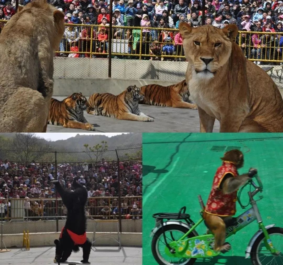 被铁链绑住，注射避孕药，连续伺候几百人后，她挣扎着死去……