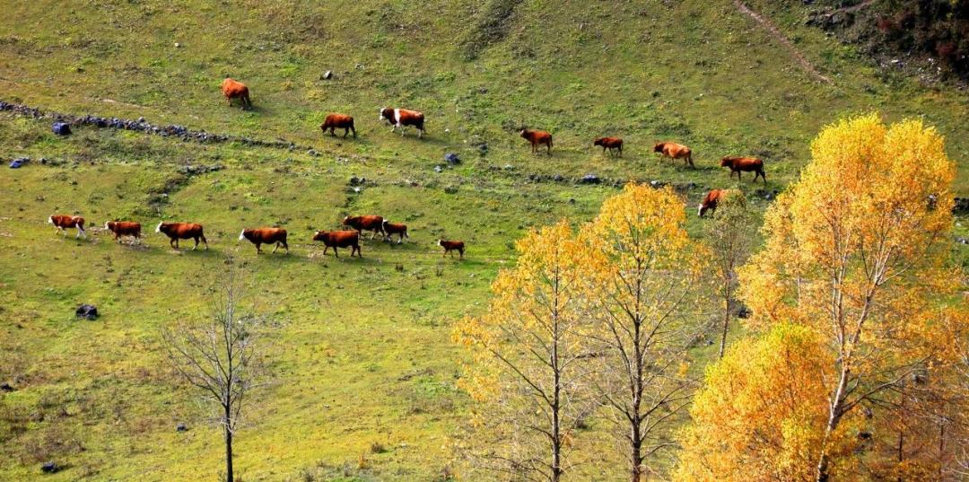 武都旅游景点大全,武都旅游线路