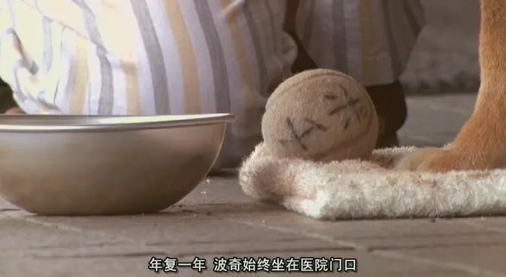 养了十年的狗和出生的婴儿,养了10年的狗和男朋友你选谁