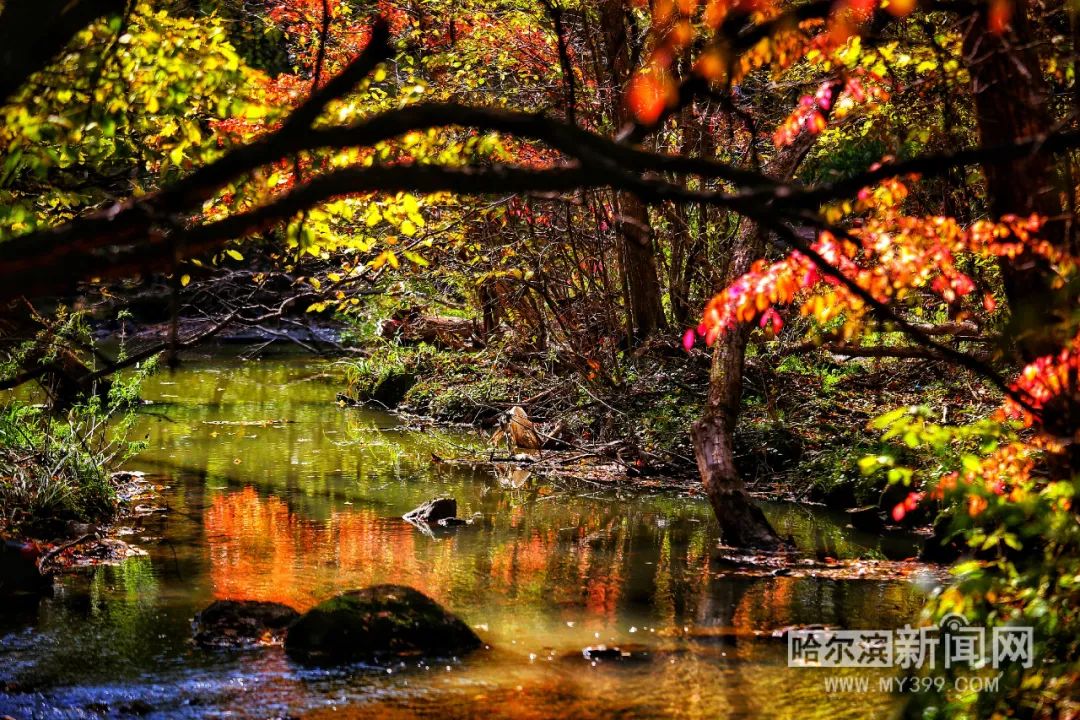 看万山红遍层林尽染全文图片,看万山红遍层林尽染全文朗诵