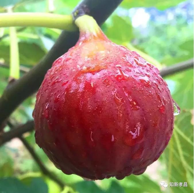 嘿，“糖包子”的故事你听过吗？