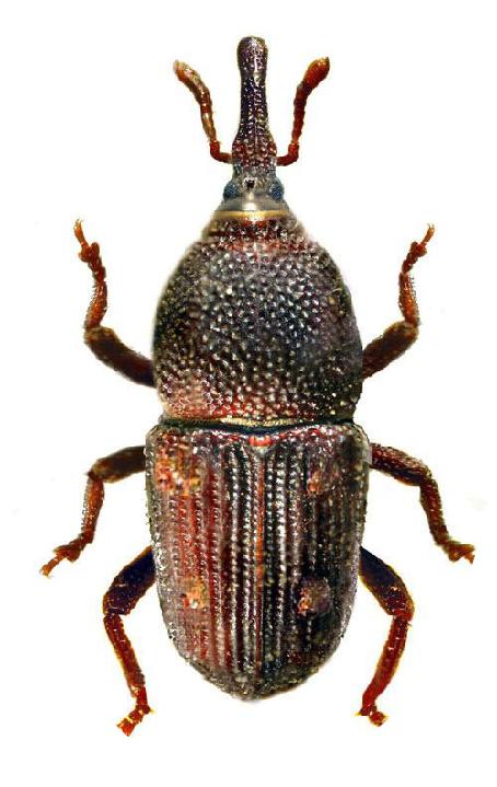 海关出口小知识,海关小知识大全集