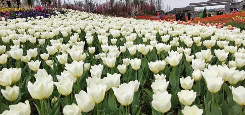 广汉有什么好吃又实惠,广汉有什么推荐的吃的