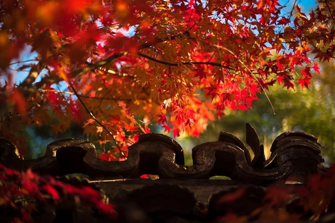 坐着地铁看浦东｜美到惊艳！童话乐园、古镇园林、跑酷金字塔……这条地铁线都能到，还能跨省游