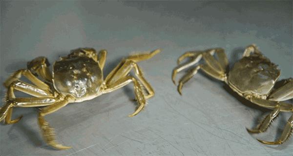 螃蟹蒸好后可以放冰箱冷冻保存吗,螃蟹蒸熟后放冰箱冷冻能保存多久