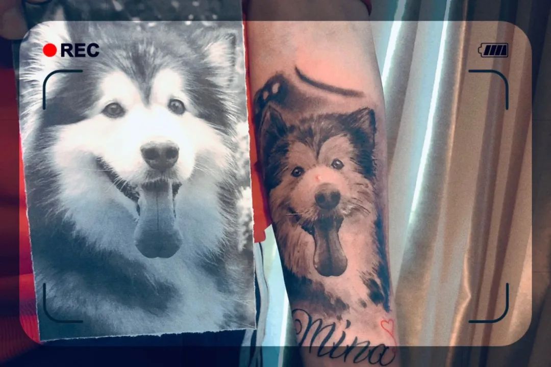 “似乎它从来都没有真正离开过”：和宠物告别的25个时刻