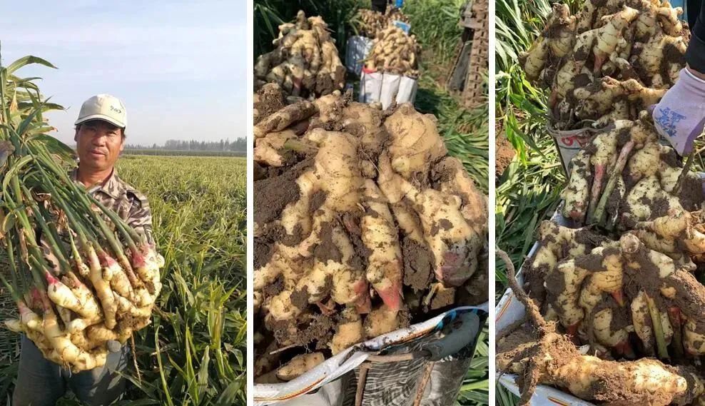 2021年要种好姜？邀请你花1天时间，给自己一个确切的答案