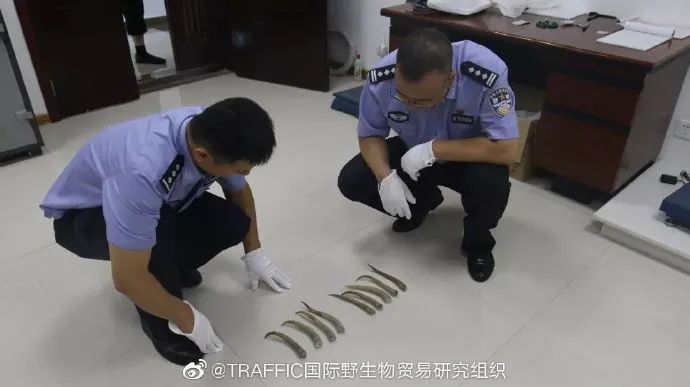 非法野生动物判刑数罪并罚,非法经营野生动物案处决