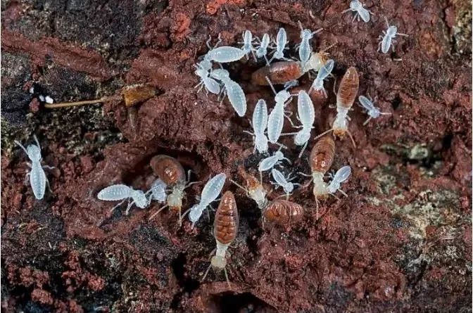 白蚁一般会在家里什么地方出现,家里发现白蚁用什么药消灭