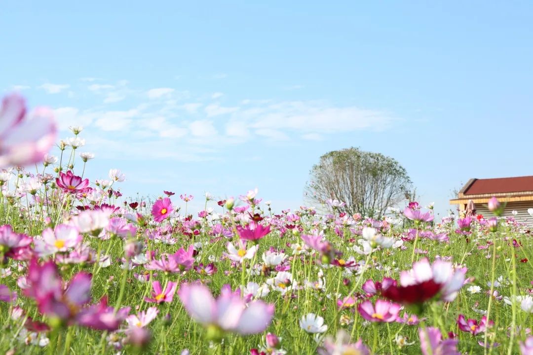 成都双流晚上适合拍照打卡的地方,成都周末打卡推荐双流